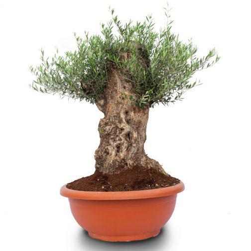 olea europaea bonsai bowl