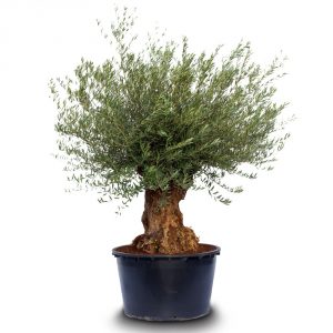 olea europaea bonsai pot