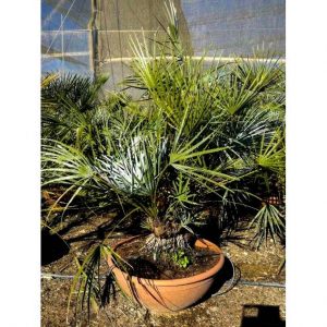 Chamaerops Humilis Cerifera2